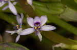 Bouquet mudplantain